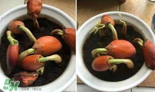 榴蓮籽能種嗎？榴蓮籽怎么種小盆栽？