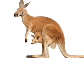 袋鼠是老鼠嗎？袋鼠肉好吃嗎