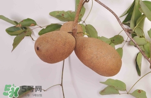 八月炸果為什么種的人少？八月炸可以放多久