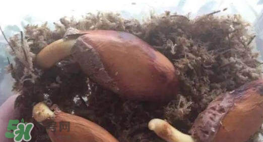 榴蓮籽能種嗎？榴蓮籽怎么種小盆栽？