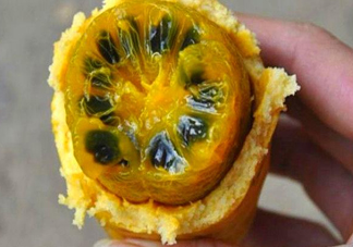 八月炸適合哪里種植？八月炸作用和功效是什么