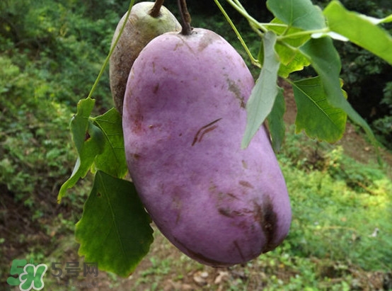 預(yù)知子是什么？預(yù)知子中藥能治什么病