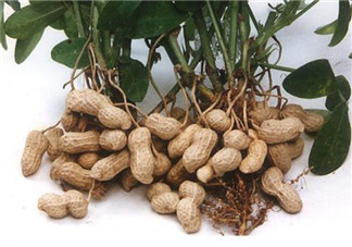 落花生是什么？關于花生的分解