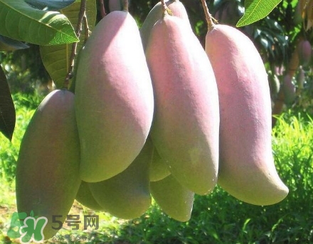 芒果有哪些品種？哪種芒果最好吃？