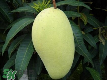 芒果有哪些品種？哪種芒果最好吃？