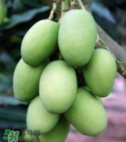 芒果有哪些品種？哪種芒果最好吃？