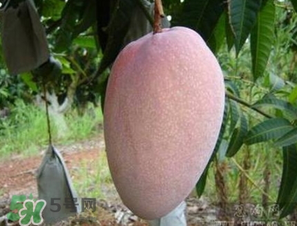 芒果有哪些品種？哪種芒果最好吃？