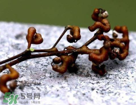 拐棗可以嫁接嗎？拐棗是哪里的特產(chǎn)