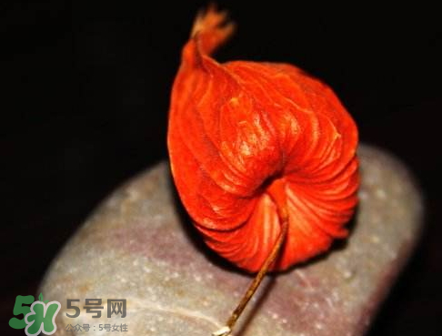 紅姑娘能泡酒嗎 紅姑娘泡酒能治什么病 紅姑娘能泡酒嗎 紅姑娘泡酒能治什么病