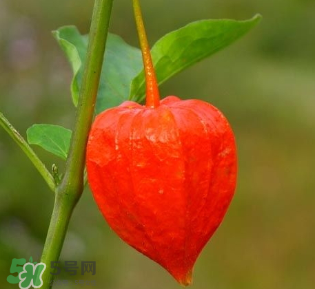 紅姑娘怎么泡蜂蜜 紅姑娘泡蜂蜜的功效 紅姑娘怎么泡蜂蜜 紅姑娘泡蜂蜜的功效