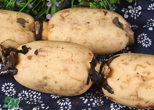 老藕和嫩藕的區(qū)別_老藕和嫩藕怎么區(qū)分 老藕和嫩藕的區(qū)別_老藕和嫩藕怎么區(qū)分