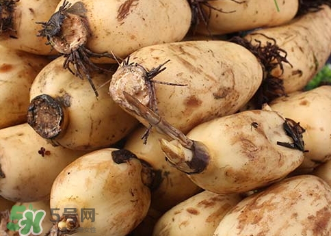 老藕和嫩藕的區(qū)別_老藕和嫩藕怎么區(qū)分 老藕和嫩藕的區(qū)別_老藕和嫩藕怎么區(qū)分