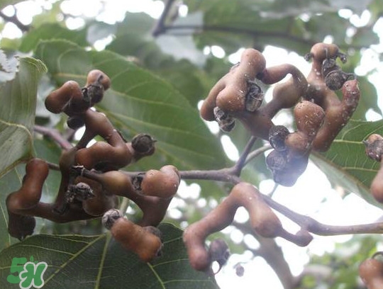 拐棗怎么吃？拐棗好吃嗎