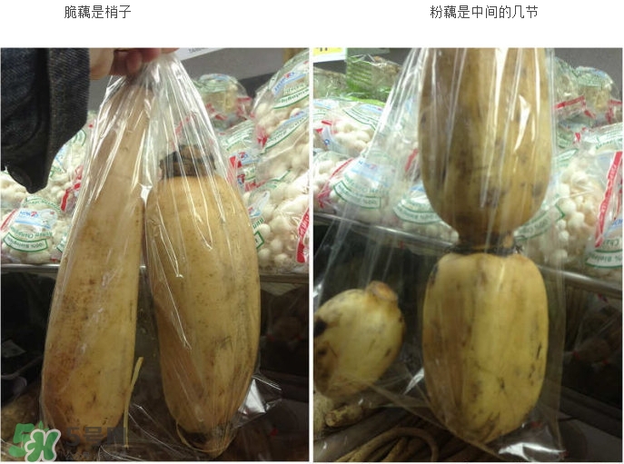 粉藕和脆藕的區(qū)別_粉藕和脆藕怎么選 粉藕和脆藕的區(qū)別_粉藕和脆藕怎么選