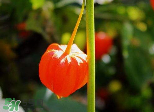 紅姑娘可以冷凍嗎 姑娘果怎么保存不會壞 紅姑娘可以冷凍嗎 姑娘果怎么保存不會壞