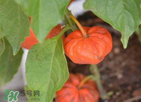 紅姑娘可以冷凍嗎 姑娘果怎么保存不會壞 紅姑娘可以冷凍嗎 姑娘果怎么保存不會壞