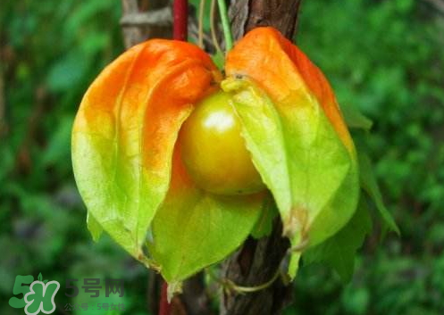 紅姑娘可以冷凍嗎 姑娘果怎么保存不會壞 紅姑娘可以冷凍嗎 姑娘果怎么保存不會壞