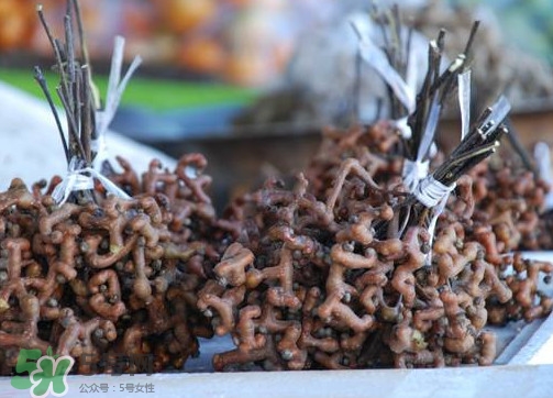 拐棗熬水喝有哪些好處？拐棗怎樣種植