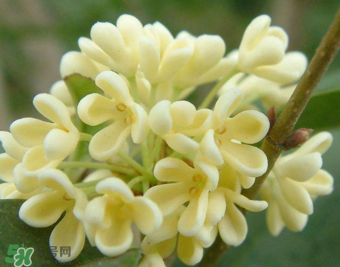 新鮮桂花怎么清洗？新鮮桂花可以冷凍嗎？