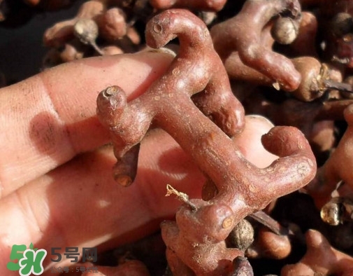 拐棗樹什么時(shí)候栽養(yǎng)？拐棗樹多少年結(jié)果