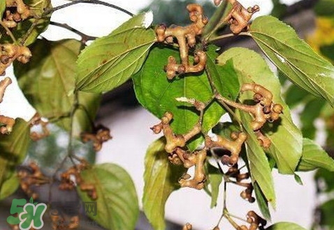 新鮮拐棗吃著澀怎么處理？拐棗為什么澀