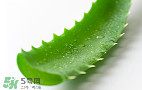 蘆薈泡酒治皮膚病嗎？蘆薈泡酒的功效與作用