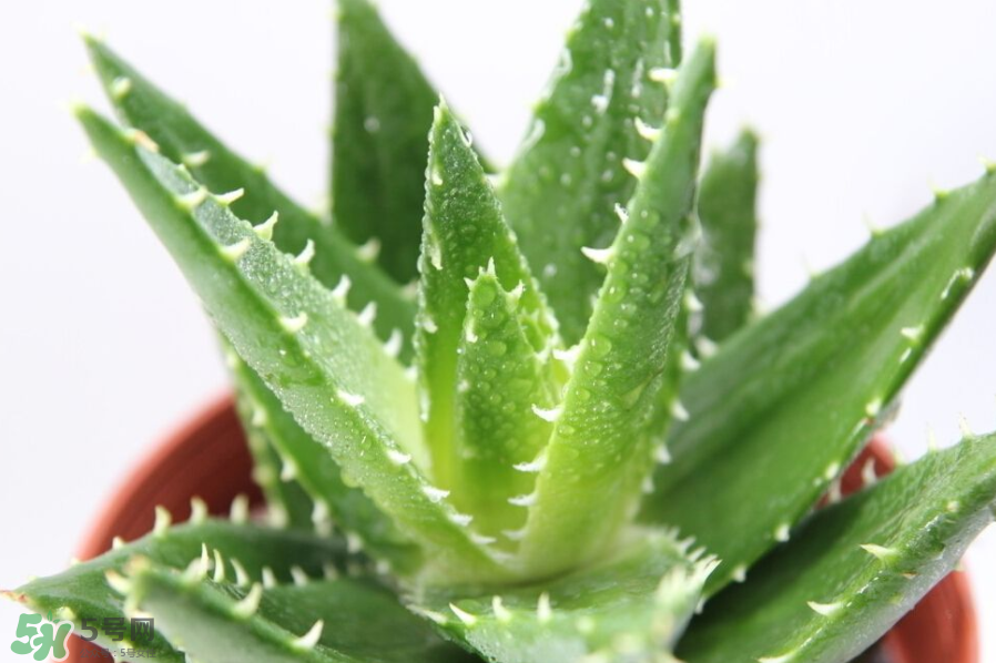 蘆薈泡酒的注意事項(xiàng)有哪些？蘆薈泡酒的做法