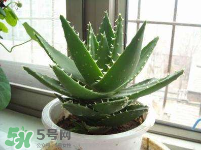 蘆薈泡酒的注意事項(xiàng)有哪些？蘆薈泡酒的做法