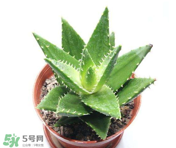 蘆薈有哪些作用？蘆薈會(huì)開(kāi)花嗎？