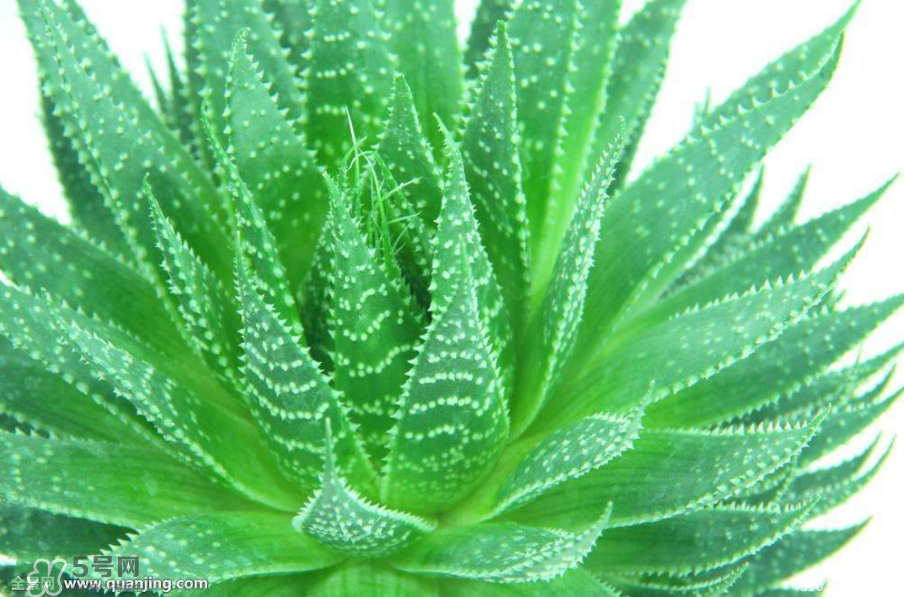 蘆薈有哪些作用？蘆薈會(huì)開(kāi)花嗎？