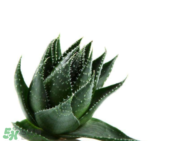 敏感肌能使用蘆薈護膚嗎？蘆薈膠有什么用？