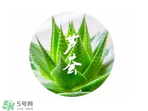 蘆薈膠的醫(yī)療作用有哪些？蘆薈膠的使用方法有哪些？