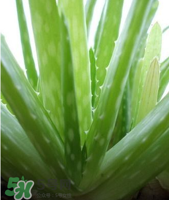 蘆薈膠的醫(yī)療作用有哪些？蘆薈膠的使用方法有哪些？