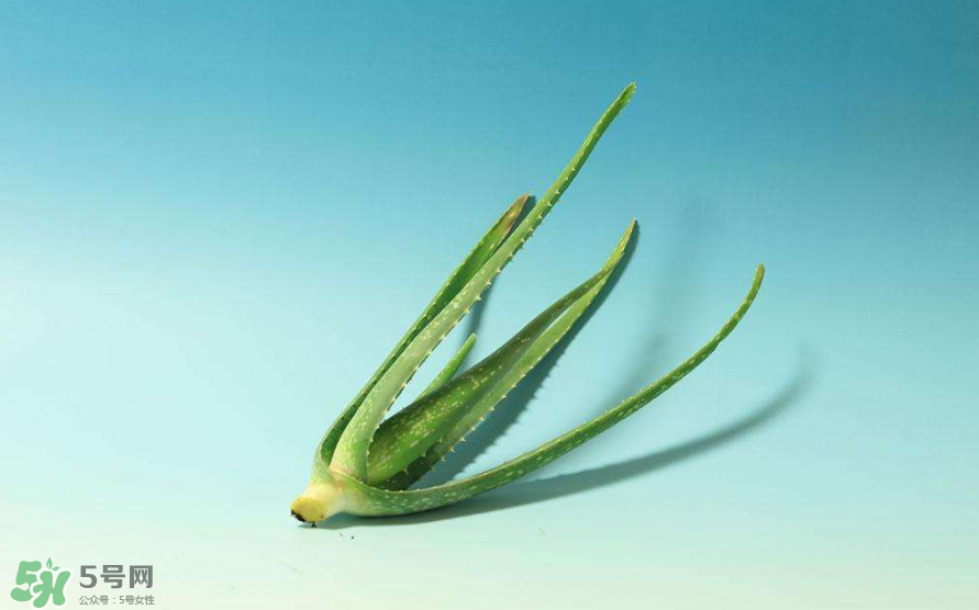 蘆薈膠的醫(yī)療作用有哪些？蘆薈膠的使用方法有哪些？