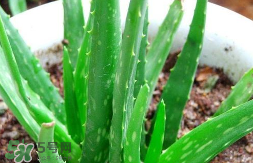 蘆薈膠與隔離霜混合使用怎么樣？蘆薈膠可以做成什么面膜？