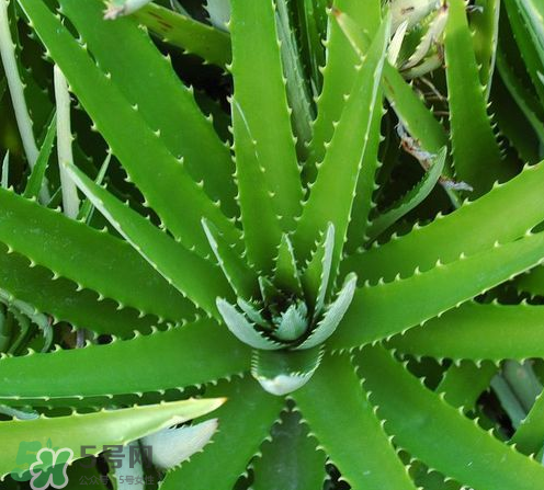 蘆薈膠與隔離霜混合使用怎么樣？蘆薈膠可以做成什么面膜？