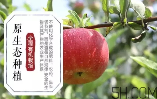 美八蘋果價(jià)格多少錢？美八蘋果多少錢一斤？