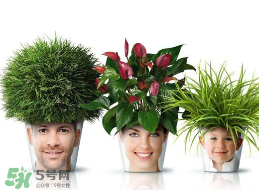 九月份能換花盆嗎 九月份能移栽蘋果樹嗎 九月份能換花盆嗎 九月份能移栽蘋果樹嗎