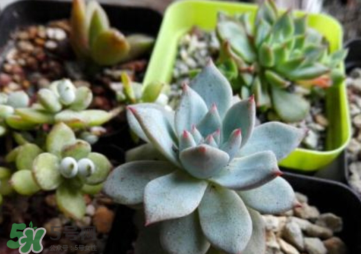 九月份能換花盆嗎 九月份能移栽蘋果樹嗎 九月份能換花盆嗎 九月份能移栽蘋果樹嗎