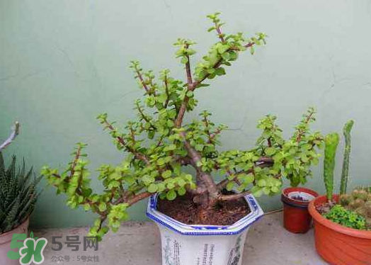 九月份能換花盆嗎 九月份能移栽蘋果樹嗎 九月份能換花盆嗎 九月份能移栽蘋果樹嗎