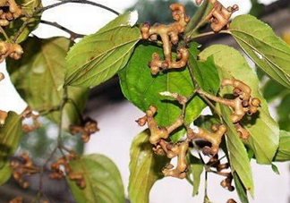 新鮮拐棗吃著澀怎么處理？拐棗為什么澀