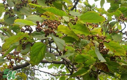 拐棗怎么保存？拐棗什么人不能吃