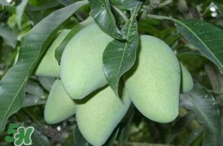 芒果有哪些品種？哪種芒果最好吃？