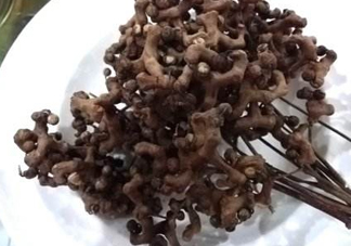 拐棗可以嫁接嗎？拐棗是哪里的特產(chǎn)