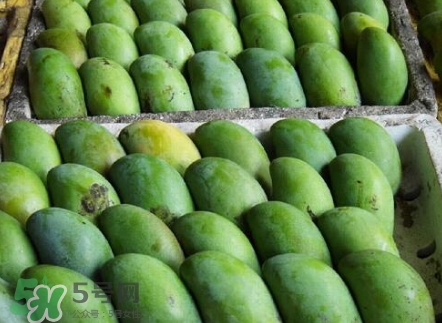 芒果有哪些品種？哪種芒果最好吃？