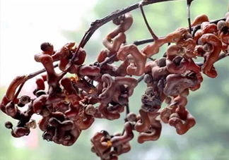 拐棗多少錢一斤？2017拐棗市場價(jià)格