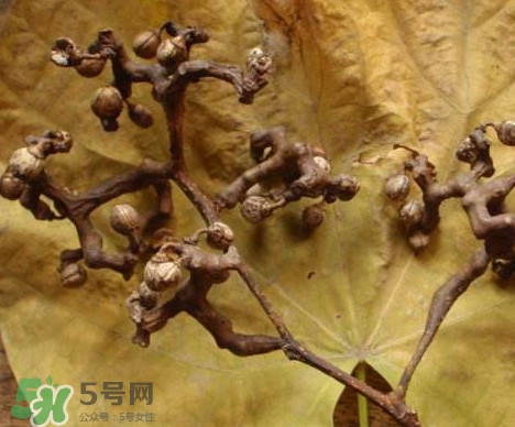 拐棗為什么沒(méi)人買？拐棗學(xué)名是什么