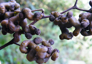 拐棗怎么泡酒？拐棗的功效與作用