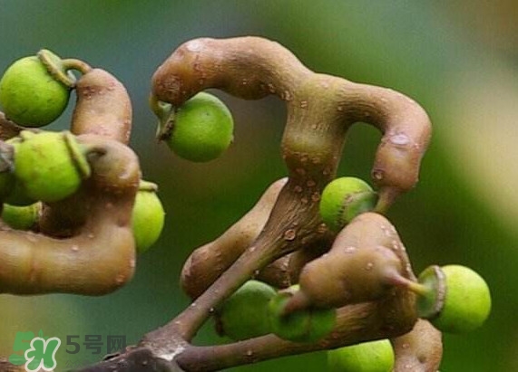 拐棗怎么保存？拐棗什么人不能吃