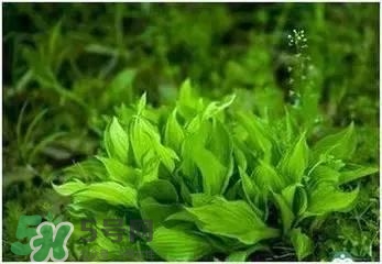 螺旋藻是海帶嗎？螺旋藻是海藻嗎？